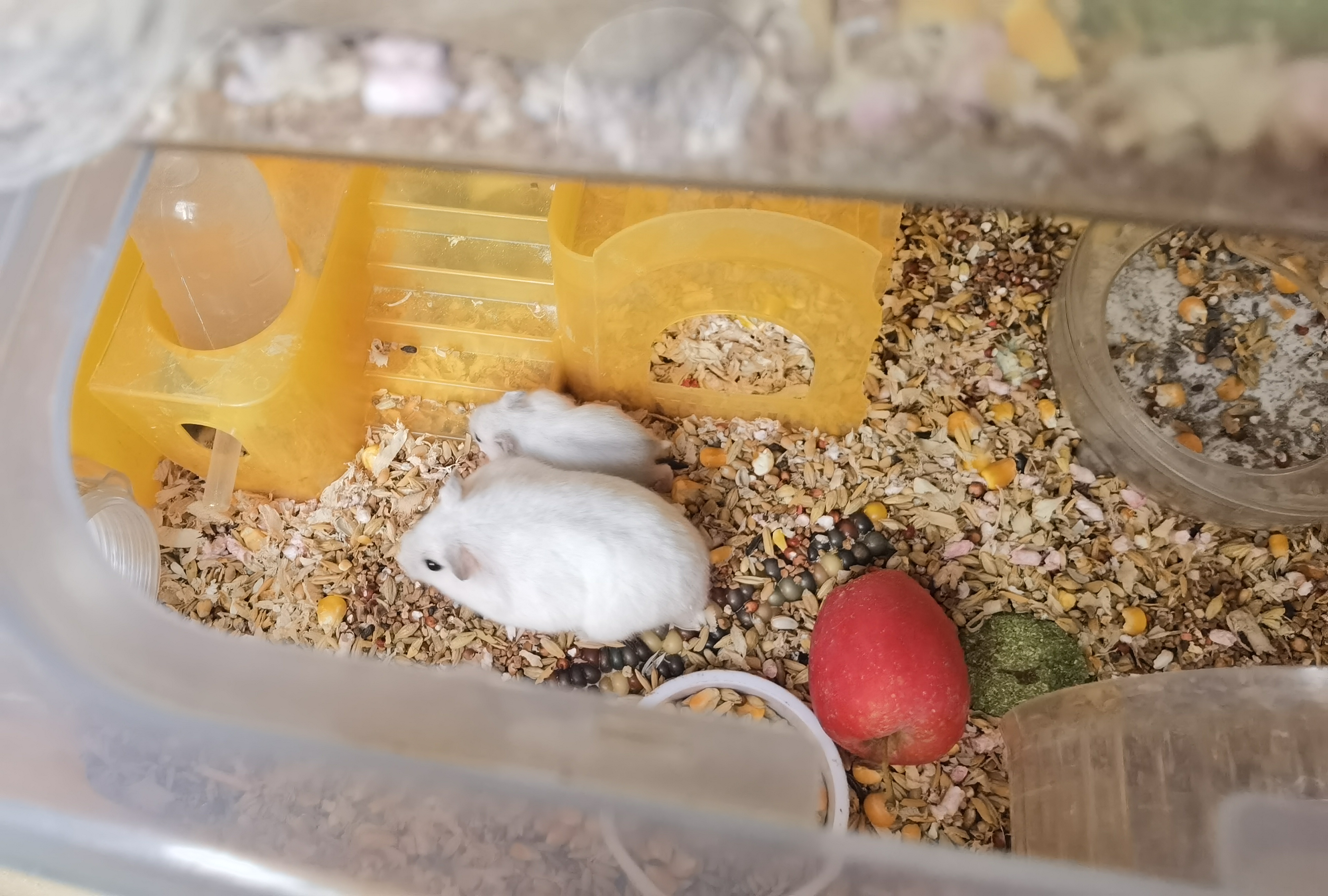 仓鼠